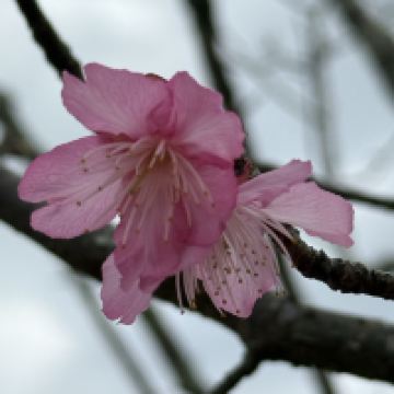 評論圖片 4