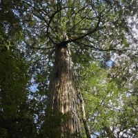 評論圖片 5