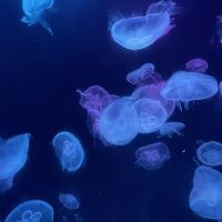 評論圖片 4
