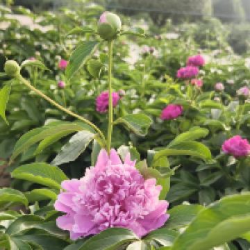 評論圖片 4
