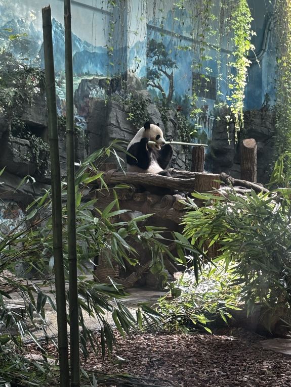 Panda Valley Tickets [2026] - Promos, Prices, Reviews & Opening