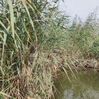 評論圖片 2