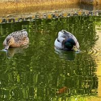 評論圖片 5