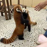 評論圖片 2