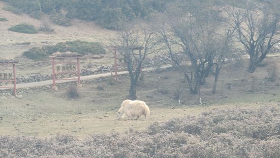 普达措森林公园应该算是香格里拉附近最大的景区了吧，因为要赶火