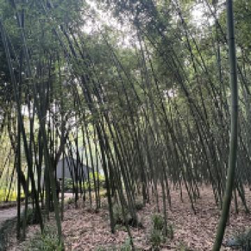評論圖片 3