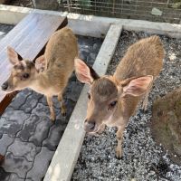 評論圖片 1