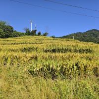 評論圖片 8