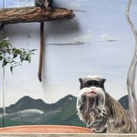 評論圖片 7