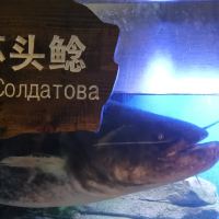 評論圖片 5