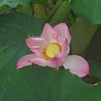 評論圖片 2