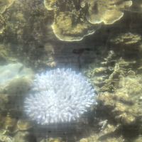 評論圖片 2