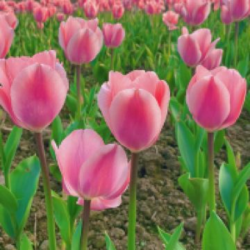 評論圖片 3