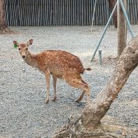 評論圖片 5