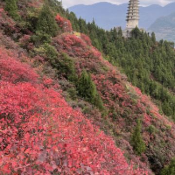 評論圖片 1