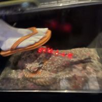 評論圖片 4