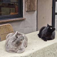 評論圖片 4