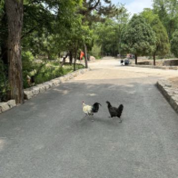 評論圖片 7