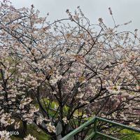 評論圖片 1