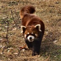 評論圖片 7