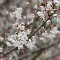 評論圖片 2