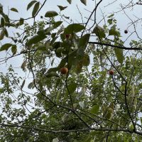 評論圖片 5