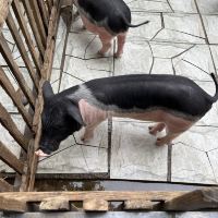 評論圖片 5