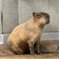評論圖片 7