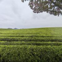 評論圖片 1