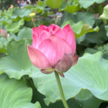 評論圖片 3