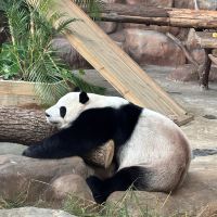 評論圖片 7