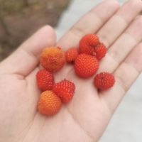 評論圖片 2
