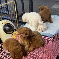 評論圖片 6