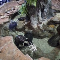 評論圖片 6