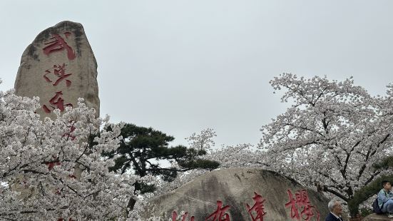 第一次在樱花🌸浪漫的季节来到了武汉东湖，恰逢周末，好多好多