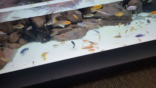 review picture