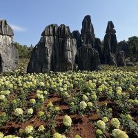 評論圖片 3