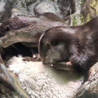 評論圖片 9