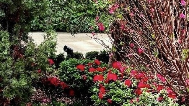 review picture