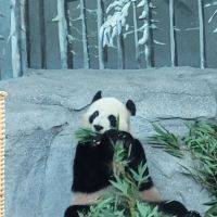 評論圖片 1