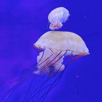 評論圖片 8