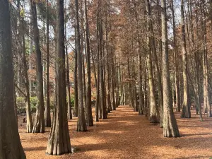 Xinghu National Wetland Park