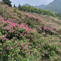 評論圖片 8