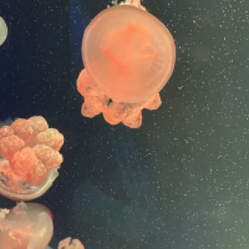 評論圖片 3