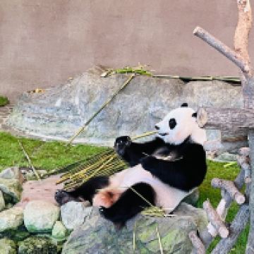 評論圖片 1