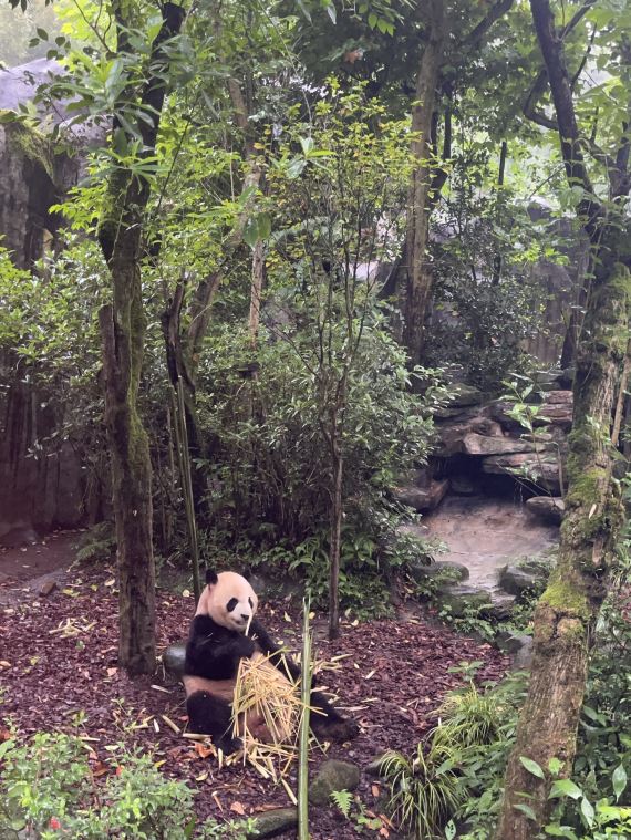 Panda Valley Tickets [2026] - Promos, Prices, Reviews & Opening