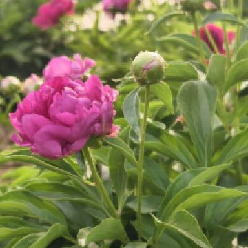 評論圖片 5