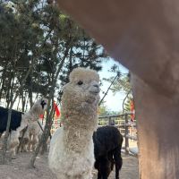 評論圖片 3