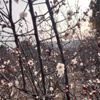 評論圖片 9