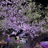 評論圖片 1